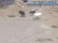 Turkeys — Foto 5