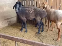 Sheep, Sheep — photo 2