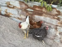 Chickens — Foto 4