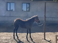 Yegua, Caballos — foto 4