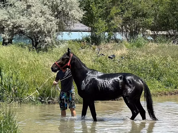 Hengst, Karachay horse