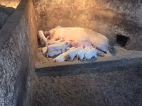 Cerdos (lote, sexo no especificado), Cerdos — foto 1