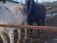 Horse (M), Lipizzaner — photo 2