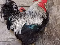 Chickens — foto 1