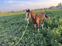 Stute, Kyrgyz Horse — Foto 3