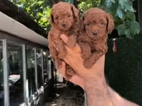 Məhsul: Toy pudel balaları • Növ: Toy Poodle (miniatür) • Mənşə — 照片 3