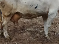 Cow, Holstein breed — photo 2