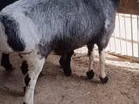 كبش, Hissar sheep — الصورة 2