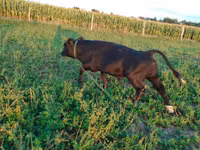 Bulle, Rinder — Foto 5
