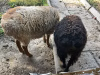 Qoʻchqor, Hissar sheep — 3-rasm