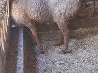 Widder, Schafe — Foto 4