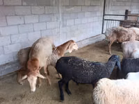 نعجة, Rhon sheep — الصورة 2
