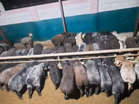 मेढ़ा, भेड़ — फ़ोटो 2