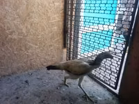 Chickens — Foto 5