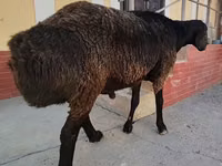 Ram, Sheep — photo 2