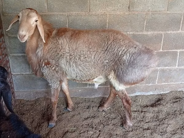 Schaf, Rhon sheep — Kirgisistan