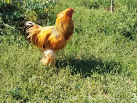 Brahma — Foto 1
