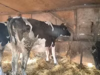 Cow, Cattle — photo 2