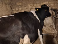 गाय, Russian Black pied cattle — फ़ोटो 3
