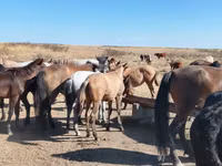 Hengst, Mugalzhar horse — Foto 3
