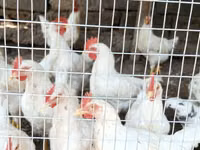 Chickens — Foto 2