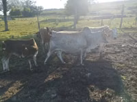 Bulle, Zebu — Foto 3