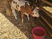 Toro, Raza gris húngara — foto 2