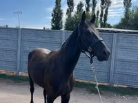 Caballo, Friesian sport horse — foto 1