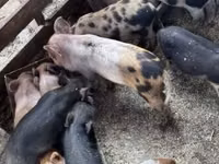 Schweine (Partie, Geschlecht nicht angegeben), Schweine — Foto 5