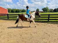 Hengst, Pinto horses — Foto 5