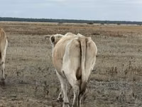 Сиыр, Latvian Blue cattle — 3-сурет