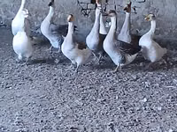 Geese — Foto 4