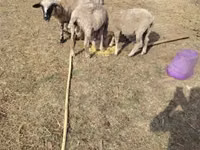 भेड़, भेड़ — फ़ोटो 4