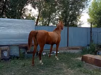 Stute, Arabian horse — Foto 3