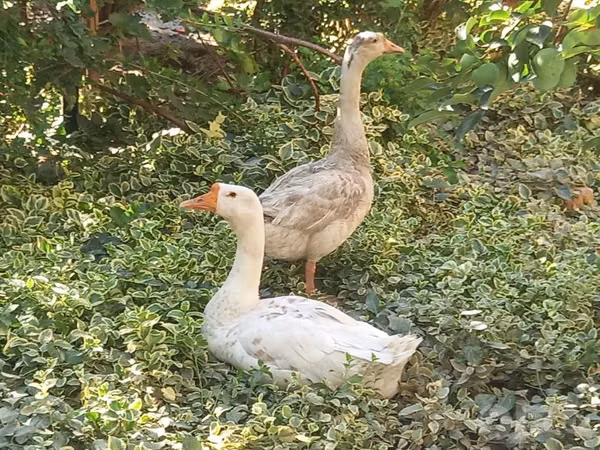 Geese — Usbekistan