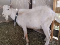 Ziegenbock, Saanen goat — Foto 3
