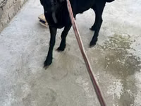 كبش, الأغنام — الصورة 2