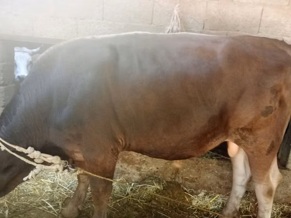 Bulle, Swiss cattle