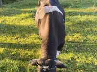 公牛, Russian Black pied cattle — 照片 1