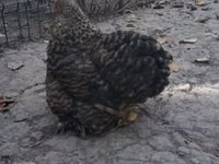 Japanisches Bantam — Foto 2