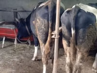 Rinder (Partie, Geschlecht nicht angegeben), Russian Black pied cattle — Foto 8
