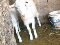 تيس, الماعز — الصورة 1