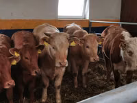 Rinder (Partie, Geschlecht nicht angegeben), Limousin-Kuh — Foto 5