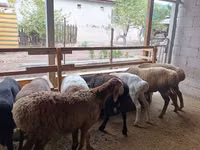 نعجة, Rhon sheep — الصورة 3