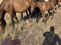 Mare, Kazakh horse — photo 2