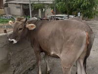 母牛, Swiss cattle — 照片 1