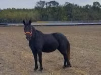 Mare, Hungarian horse breed — photo 1