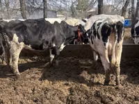 Cow, Holstein breed — photo 5