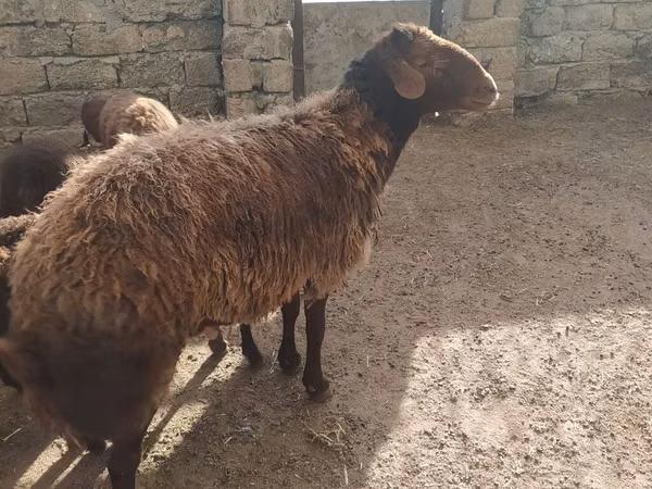 Carnero, Ovejas