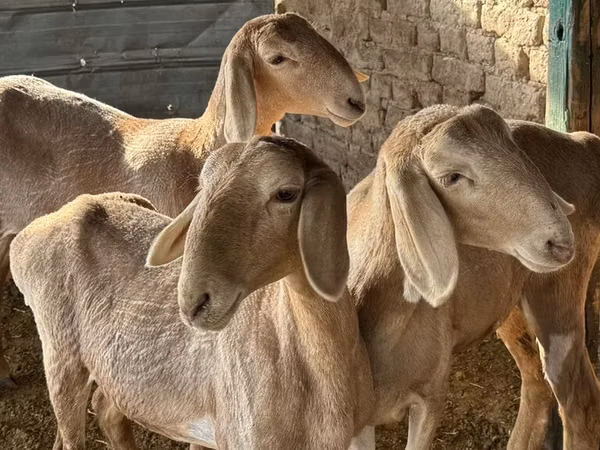 Oveja, Arashan sheep — Kirguistán